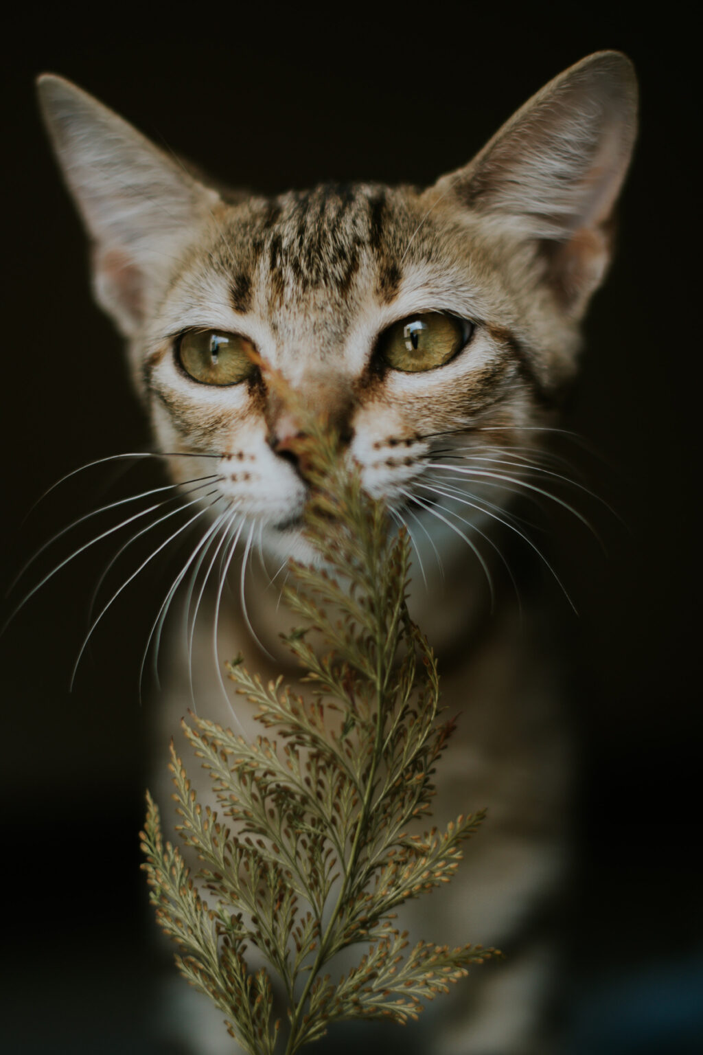 quel est le plus beau nom pour un chat mâle